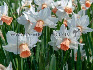 Pink Charm 14/16 (x250)