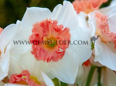 Precocious 14/16 (x250)