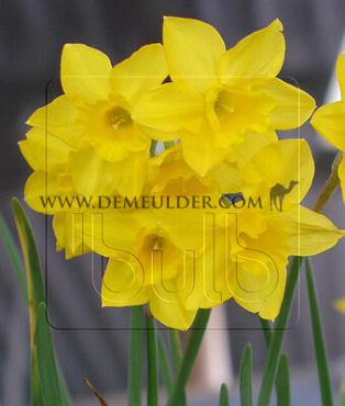 Saint Keverne 14/16 (x250)