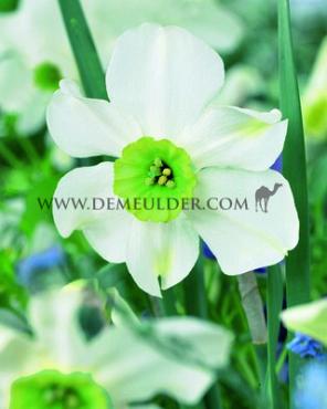 Narcissus Sinopel 12/14 (x250)