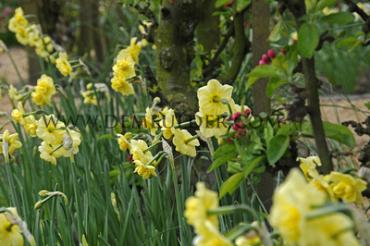 Narcissus Yellow Cheerfulness 14/16 (x250)