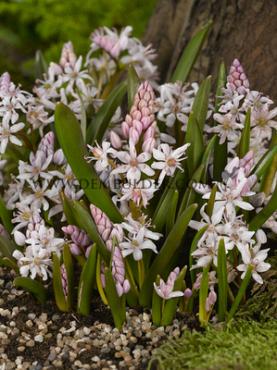Scilla Bifolia Rosea 5/+ (x250)