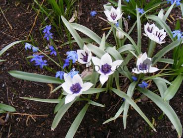 Tulipa Alba Coerulea Oculata 6/+ (x250)