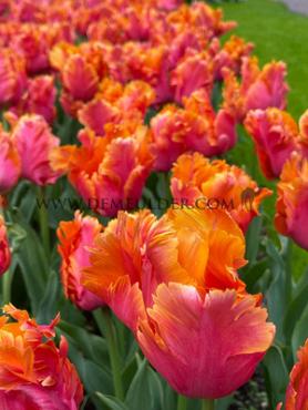 Tulipa Amazing Parrot 12/+ (x250)
