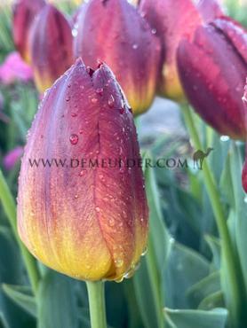 Tulipa Amber Glow 12/+ (x250)