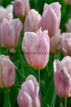 Tulipa Apricot Copex  12/+ (x250)