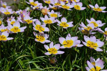 Tulipa Bakeri Lilac Wonder 6/+ (x250)