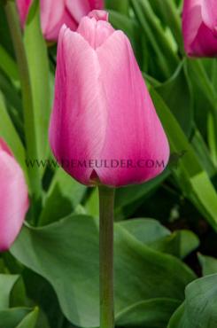 Tulipa Big Love 12/+ (x250)