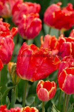 Tulipa Comet 12/+ (x250)