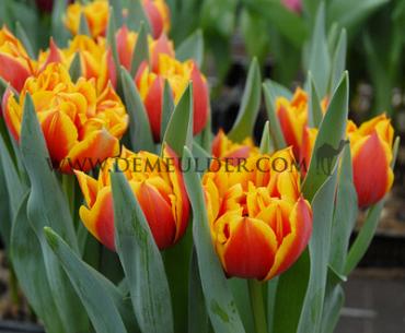 Tulipa Congo 12/+ (x250)