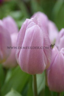 Tulipa Debu Candy 12/+ (x250)