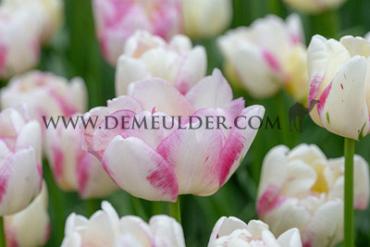 Tulipa Double Shake 12/+ (x250)