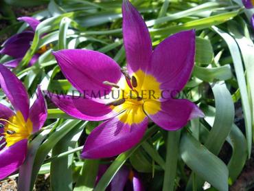 Tulipa Eastern Star 6/+ (x250)