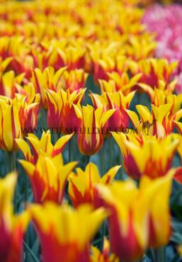Tulipa Fire Wings 12/+ (x250)