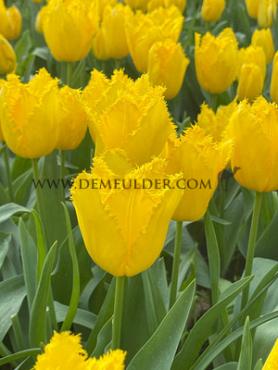 Tulipa golden state 12/+ (x250)
