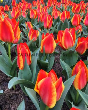 Tulipa Gravinne Bettina 12/+ (x250)