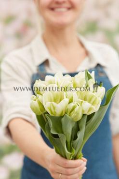 Tulipa Green Spirit 12/+ (x250)