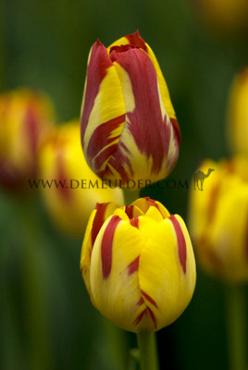 Tulipa Jakoba Mulder 12/+ (x250)