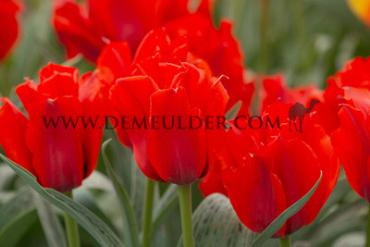 Tulipa Julius Caesar 12/+ (x250)