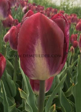 Tulipa Kansas Proud  12/+ (x250)