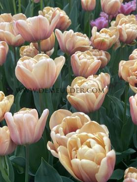 Tulipa La Belle Epoque 12/+ (x250)