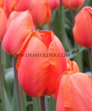 Tulipa Lighting Sun 12/+ (x250)