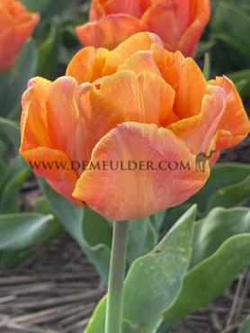 Tulipa Lorenzo 12/+ (x250)