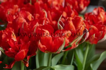 Tulipa Love Valley 12/+ (x250)