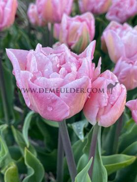 Tulipa Mariage 12/+ (x250)