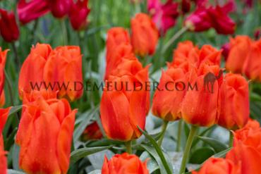 Tulipa Miramare 12/+ (x250)