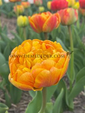 Tulipa Mr Z 12/+ (x 250)