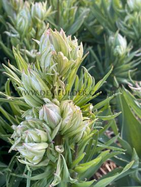 Tulipa Mystery Valley 12/+ (x250)