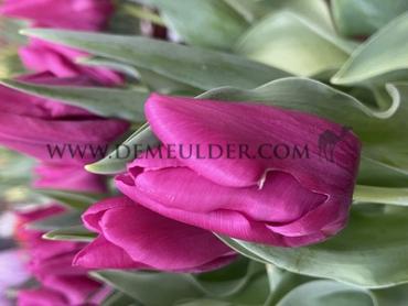 Tulipa Passio Fuchsi 12/+ (x250)