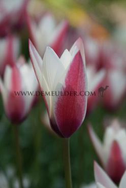 Tulipa Peppermintstick 6/+ (x250)