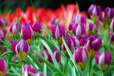 Tulipa Persian Pearl 6/+ (x250)
