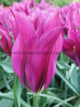 Tulipa Purple Doll 12/+ (x250)