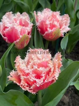 Tulipa Queensland 12/+ (x250)