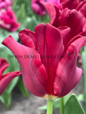 Tulipa Red Dress 12/+ (x250)