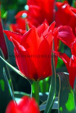 Tulipa Rob Verlinden 12/+ (x250)