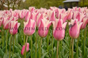 Tulipa Sanne 12/+ (x250)