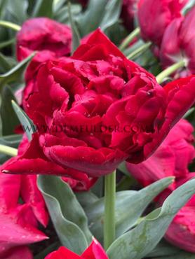 Tulipa Scarlet Verona 12/+ (x250)