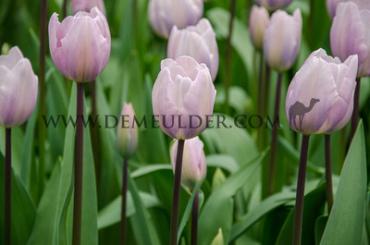 Tulipa Silver Cloud 12/+ (x250)