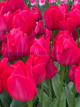 Tulipa Spryng Tide 12/+ (x250)