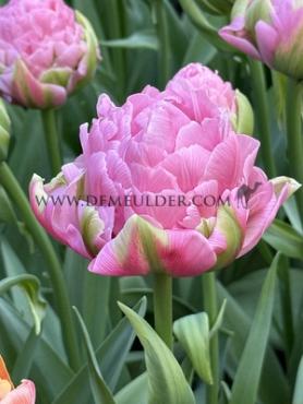Tulipa Strawberry Cream 12/+ (x250)