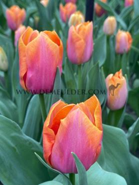 Tulipa Sunrise Prince 12/+ (x250)