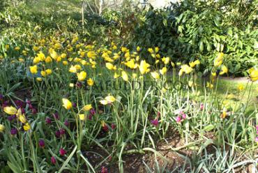 Tulipa sylvestris 5/+ (x250)