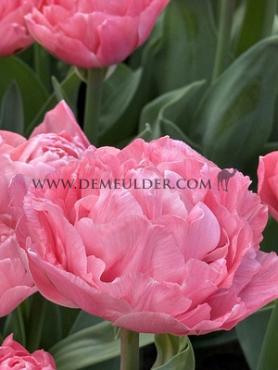 Tulipa Taiwan 12/+ (x250)