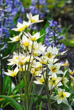 Tulipa turkestanica 7/+ (x250)