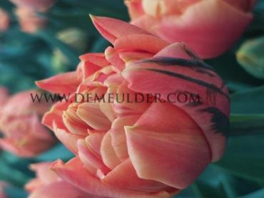 Tulipa Valdivia 12/+ (x250)