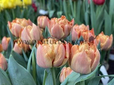 Tulipa Valdivia 12/+ (x250)